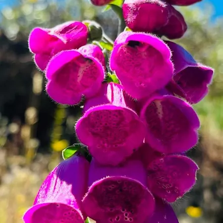 & Restaurante El Casino * וילה פרנקה דל ביירסו