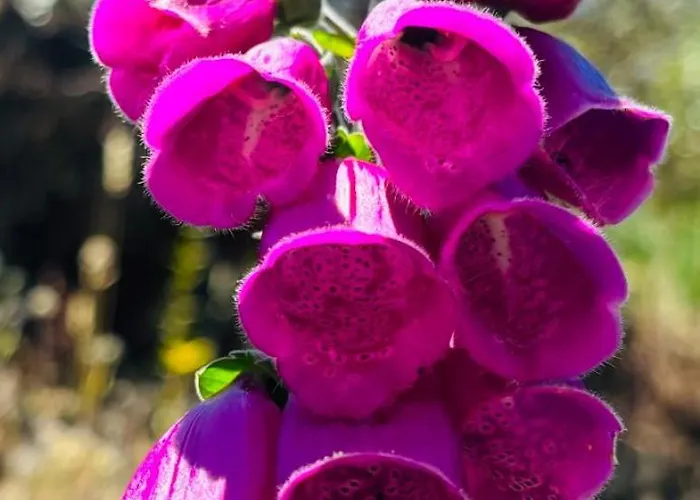 & Restaurante El Casino * וילה פרנקה דל ביירסו